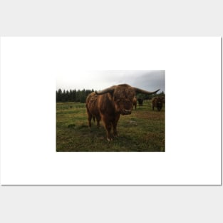 Scottish Highland Cattle Bull With Big Horns 2094 Posters and Art